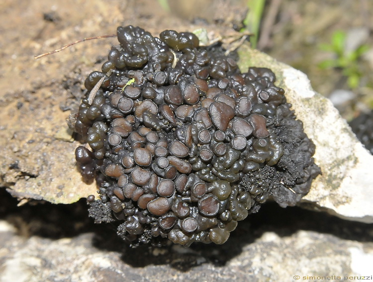 Collema sp.